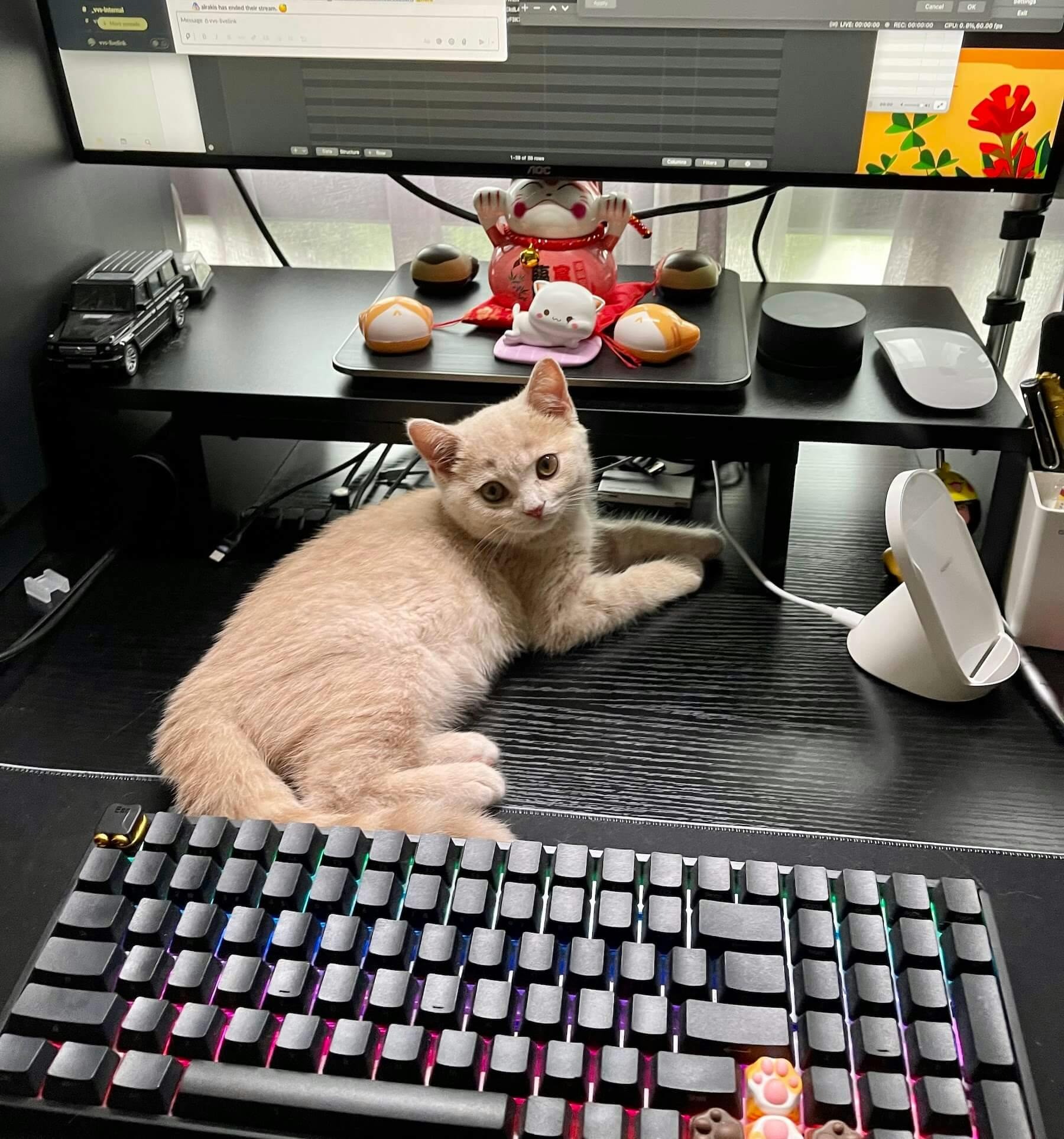 我的猫躺在我的工作台桌子上的键盘旁边